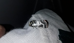 Chlanidophora patagiata