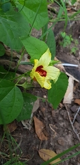 Hibiscus surattensis