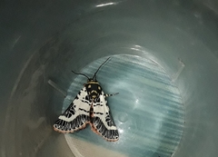 Chlanidophora patagiata