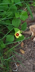 Hibiscus surattensis