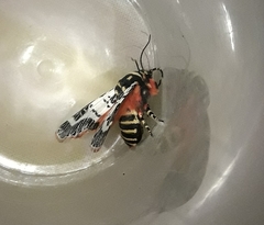 Chlanidophora patagiata