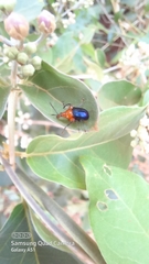 Attelabinae