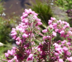 Erica parviflora