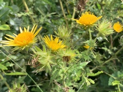 Berkheya erysithales