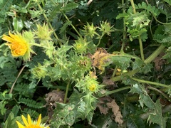Berkheya erysithales