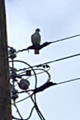 Streptopelia decaocto