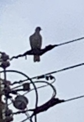 Streptopelia decaocto