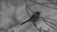 Polioptila melanura