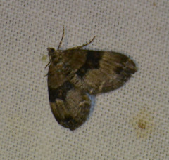 Xanthorhoe biriviata