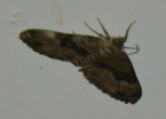 Xanthorhoe biriviata