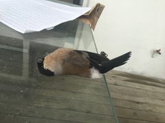 Pyrrhula pyrrhula griseiventris