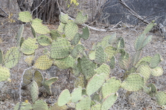 Opuntia bravoana