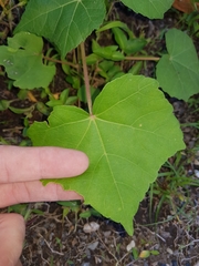 Hibiscus mutabilis