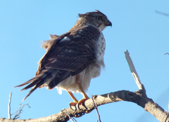Accipiter cooperii