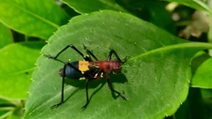 Scaphura elegans