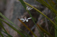 Caladenia gracilis