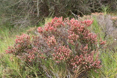 Tecticornia arbuscula