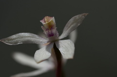 Caladenia gracilis