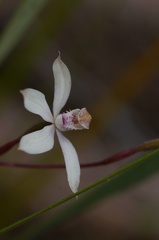 Caladenia gracilis