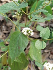 Ageratina arsenei