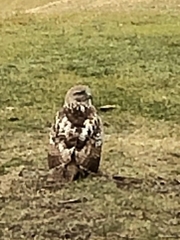 Buteo lagopus
