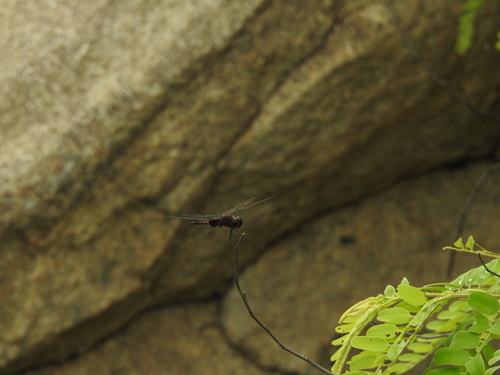 Photo of Ferruginous Glider (Tramea limbata)