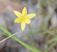 Hypoxis hirsuta