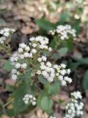 Ageratina arsenei