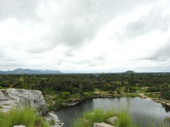 Borassus flabellifer