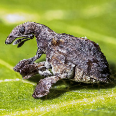 Stephanorhynchus crassus