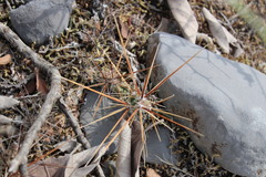 Grusonia schottii