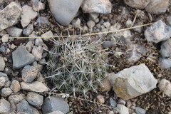 Coryphantha salinensis