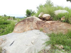Morinda pubescens