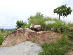 Morinda pubescens