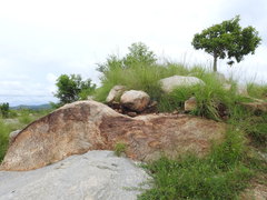 Morinda pubescens