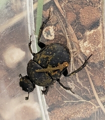 Allogymnopleurus splendidus
