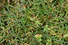Triphysaria versicolor versicolor