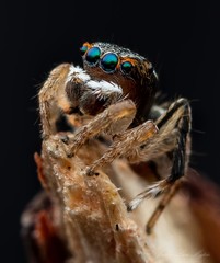 Maratus anomalus