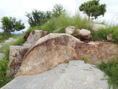 Morinda pubescens