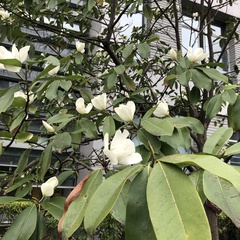 Magnolia maudiae