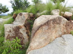 Morinda pubescens