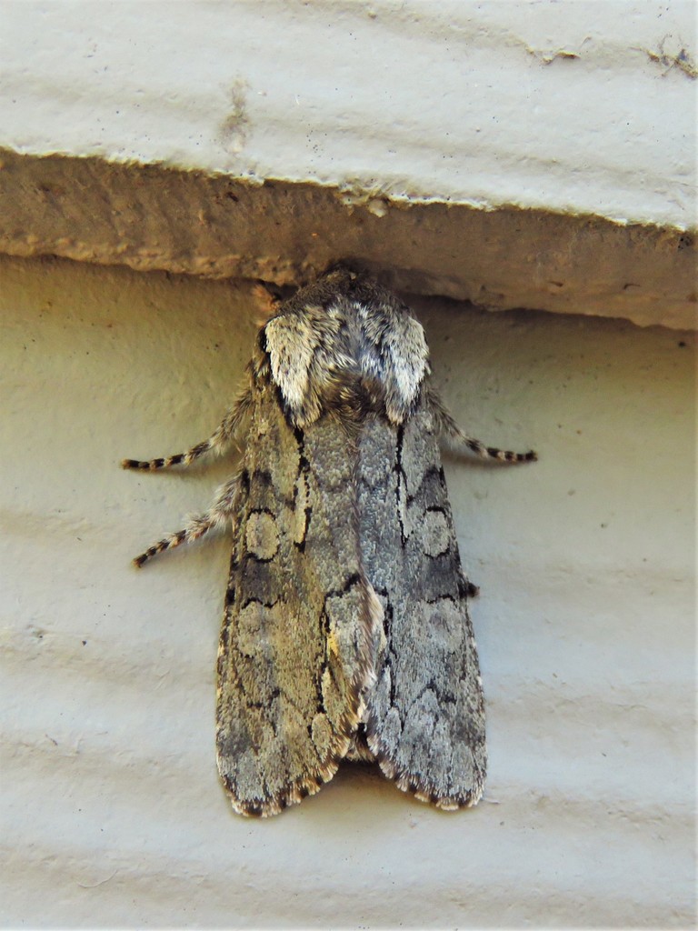 Chosen Sallow