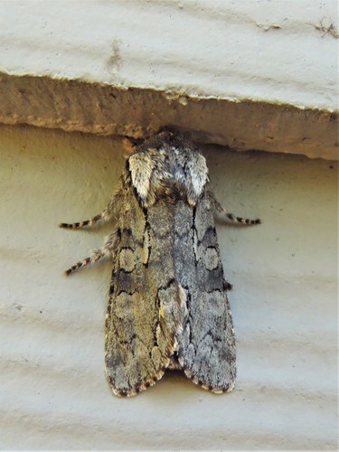 Chosen Sallow