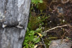 Triphysaria versicolor versicolor