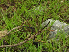 Indothemis carnatica