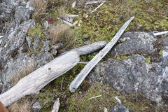 Triphysaria versicolor versicolor