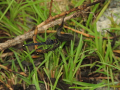 Indothemis carnatica