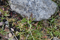 Triphysaria versicolor versicolor