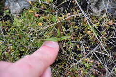 Triphysaria versicolor versicolor