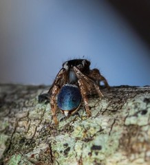 Maratus anomalus